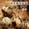 耕果妙河南濮陽(yáng)新鮮鵪鶉蛋100顆生鮮鵪鶉蛋小鳥(niǎo)蛋凈重2斤 源頭直發(fā)包郵 曬單實(shí)拍圖