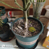 墨斗魚(yú)花盆加侖盆加厚高款1加侖*3多肉綠蘿月季盆栽樹(shù)脂塑料簡(jiǎn)約帶托盤(pán) 曬單實(shí)拍圖