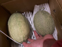 季節集海南哈密瓜西州蜜 源頭直發(fā)包郵B 精選2個(gè)瓜5斤裝——凈重4.5-5斤 曬單實(shí)拍圖