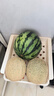 京鮮生 海南網(wǎng)紋蜜瓜 2粒裝 凈重4-5斤 單果2斤起 生鮮水果禮盒  曬單實(shí)拍圖
