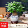 發(fā)財樹(shù)盆栽招財旺宅桌面盆景辦公室綠植室內客廳中式禪意四季植物 A級三桿發(fā)財樹(shù)（瓷青-財源滾滾瓷盆） 含盆+鋪面陶粒+營(yíng)養液 曬單實(shí)拍圖