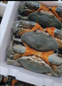 【活蟹】江食代三門(mén)青蟹 大紅母膏蟹（6-7兩/只）3只/件鮮活螃蟹生鮮禮盒源頭直發(fā)包郵  曬單實(shí)拍圖