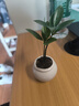 八芽迷你竹柏盆栽茶幾好養花卉綠植四季常青辦公室內桌面植物凈化空氣 竹柏+小茶罐盆（陶瓷） 帶盆栽好 曬單實(shí)拍圖