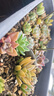 多肉植物組合3-5厘米卷好盆栽耐干旱好養新手基地玉露綠植盆栽 【量大優(yōu)惠】48棵不重復有玉露 曬單實(shí)拍圖