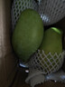 金煌芒新鮮進(jìn)口水果廣西當季熱帶大青皮芒果整箱批發(fā)送禮品物盒 5斤裝【很劃算】?jì)糁?.5斤 甄選特級果【單果250g+】 曬單實(shí)拍圖