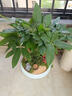 自然空間發(fā)財樹(shù)盆栽植物 玉嵐10寸大五編雙拼招財樹(shù)+兔+2營(yíng)養液 源頭直發(fā) 曬單實(shí)拍圖