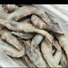 東上御品 國產(chǎn)青島大蝦 特大號白蝦 2030規格 凈重3斤 盒裝活凍 曬單實(shí)拍圖