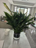 年宵花【熱銷(xiāo)款】白掌一帆風(fēng)順盆栽水培植物綠植過(guò)年裝飾擺件年貨 【店主推薦】特級白掌6-8株帶花+早安盆+營(yíng)養液 曬單實(shí)拍圖