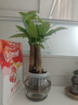 發(fā)財樹(shù)小盆栽水培植物室內桌面綠蘿文竹四季好養綠植盆景花卉招財 三桿發(fā)財樹(shù)+圓球玻璃瓶+肥 曬單實(shí)拍圖