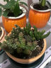 【虧本沖量】多肉植物盆栽新手套餐迷你綠植 1個(gè)多肉+一個(gè)盆+營(yíng)養土 曬單實(shí)拍圖