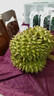 京喜加正宗泰國甲侖榴蓮核大新鮮水果一整個(gè)帶殼甲侖手掌網(wǎng)紅巴掌小榴蓮 甲侖榴蓮凈重4-5斤（單果包4房） 曬單實(shí)拍圖