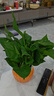 【綠蘿盆栽】吸甲醛凈化空氣水培綠植物懶人花卉好養搬家禮物全 【暢銷(xiāo)2盆】綠蘿+橙色南瓜盆自吸水 整體含盆高度20-25cm 曬單實(shí)拍圖