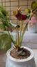 紅掌水培盆栽室內易養水生花卉白掌綠植一帆風(fēng)順客廳觀(guān)花植物粉掌 紅掌1顆（不含其他） 整體高度（28-35cm） 曬單實(shí)拍圖