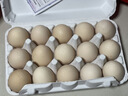 七鮮【無(wú)抗】可生食鮮雞蛋15枚750g 曬單實(shí)拍圖