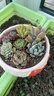 【虧本沖量】多肉植物盆栽新手套餐迷你綠植 2顆不同品種多肉 曬單實(shí)拍圖