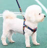 寵小曼新款狗狗貓咪牽引繩胸背帶花花蝴蝶結套裝透氣遛狗繩比熊泰迪S碼 曬單實(shí)拍圖