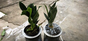 大葉金鉆綠公主盆栽植物除甲醛綠植辦公室四季常青室內客廳擺放全 【1盆】金鉆+灰繁星吸水盆 含盆高度15-20厘米 曬單實(shí)拍圖