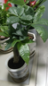 水培植物綠植盆栽室內客廳辦公室桌面小盆景花卉綠蘿發(fā)財樹(shù)好養活 【發(fā)財樹(shù)】+簡(jiǎn)歐透明吸水盆 曬單實(shí)拍圖