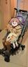 KinderKraftKK口袋推車(chē)可坐可躺一鍵收車(chē)0-3歲遛娃神器嬰兒車(chē)輕便折疊海嶼青 曬單實(shí)拍圖