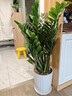 嘆為觀(guān)止大型盆栽金錢(qián)榕百合竹金錢(qián)樹(shù)發(fā)財樹(shù)清香木辦公室內落地款中型植物 金錢(qián)樹(shù)【95-1.1米】 含盆 曬單實(shí)拍圖