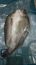 釣魚(yú)記開(kāi)背海鱸魚(yú)1斤-1.3斤 三去凈重 冷凍 生鮮 魚(yú)類(lèi) 海鮮水產(chǎn) 曬單實(shí)拍圖