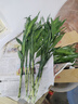 富貴竹水培綠植客廳招財花卉綠植室內辦公室瓶插年宵花春節裝飾 10支富貴竹65cm 曬單實(shí)拍圖