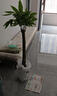 植男植女發(fā)財樹(shù)大型盆栽客廳室內綠植辦公室開(kāi)業(yè)喬遷送禮招財樹(shù)源頭直發(fā) 曬單實(shí)拍圖