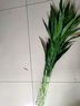 富貴竹水養基地直發(fā)水培植物轉運竹綠植盆景帶根四季水養插鮮花瓶 富貴竹60CM10棵(送生根粉_不含瓶) 曬單實(shí)拍圖
