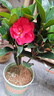 四季茶花紅山茶盆栽陽(yáng)臺露臺庭院綠植帶花苞原盆原土好養活 夏日七心（含盆40厘米以上，帶盆帶花苞發(fā)貨） 四季茶花 曬單實(shí)拍圖