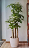 Only you【2小時(shí)達】發(fā)財樹(shù)大型綠植花卉室內客廳辦公室生日開(kāi)業(yè)喬遷送禮 步步高發(fā)財樹(shù) 曬單實(shí)拍圖