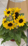 精品向日葵盆栽帶花苞太陽(yáng)花苗室內外陽(yáng)臺植物綠植花卉鮮花種植 特級向日葵50cm左右  多頭帶花苞發(fā)貨 原盆 曬單實(shí)拍圖