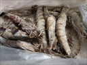 鮮京采 鮮凍大號黑虎蝦 去冰凈重2斤 31-40只/盒 斑節對蝦 曬單實(shí)拍圖