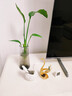 水培天堂鳥(niǎo)盆栽花卉植物室內客廳綠植面鶴望蘭吸甲醛四季好養活 精品水培天堂鳥(niǎo)40-50厘米3棵 曬單實(shí)拍圖