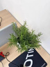 京悠雨【特級】迷迭香苗盆栽可食用驅蚊植物香草薄荷苗水培花卉綠植物室 迷迭香中苗(加侖盆)+營(yíng)養液 曬單實(shí)拍圖