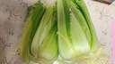 格沃斯云南新鮮現拔龍牙白菜時(shí)令蔬菜龍芽菜供港農家菜綠色青菜火鍋涮菜 供港龍芽白菜 9-10斤【龍牙白菜】 人工精選 曬單實(shí)拍圖