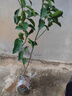 爾瀾60-70cm砂糖橘樹(shù)苗橘子苗沙糖桔樹(shù)苗果樹(shù)苗露天陽(yáng)臺種植源頭直發(fā) 曬單實(shí)拍圖