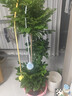 愛(ài)優(yōu)尚幸福樹(shù)盆栽客廳室內大型綠植辦公室喬遷新家綠寶凈化空氣源頭直發(fā) 曬單實(shí)拍圖
