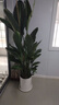 花財主天堂鳥(niǎo)盆栽辦公室大型綠植客廳盆栽家用吸甲醛凈化空氣綠植 7-8天堂鳥(niǎo)1.6-1.7【圓柱盆】 曬單實(shí)拍圖