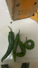 湖南樟樹(shù)現摘新鮮薄皮小青椒超市品質(zhì)生鮮蔬菜辣椒 凈重1斤1人一餐炫完 曬單實(shí)拍圖