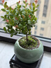 花翁老樁植物室內盆栽花卉 小葉赤楠盆景+綠冰裂釉陶盆+底座源頭直發(fā) 曬單實(shí)拍圖