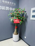 Only you【2小時(shí)達】發(fā)財樹(shù)大型綠植花卉室內客廳辦公室生日開(kāi)業(yè)喬遷送禮 步步高發(fā)財樹(shù) 曬單實(shí)拍圖