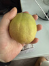 京鮮生 新疆庫爾勒香梨 凈重10斤 特級 單果120g+ 生鮮水果 曬單實(shí)拍圖