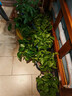 雙盟綠蘿盆栽除甲醛花卉綠植辦公室新房?jì)艋諝?80加侖4盆裝源頭直發(fā) 曬單實(shí)拍圖