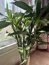 花翁富貴竹水培綠植物招財轉運室內水養花卉盆栽70-80cm10棵源頭直發(fā) 曬單實(shí)拍圖