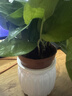 【綠蘿盆栽】吸甲醛凈化空氣水培綠植物懶人花卉好養搬家禮物全 【爆款2盆】綠蘿+白色南瓜盆自吸水 整體含盆高度20-25cm 曬單實(shí)拍圖
