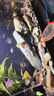 瘋狂石頭魚(yú)缸活性硝化細菌 魚(yú)池凈化水質(zhì)分解魚(yú)便【硝化細菌600ML裝】 曬單實(shí)拍圖