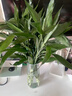 富貴竹水培綠植客廳招財花卉綠植室內辦公室瓶插年宵花春節裝飾 10支富貴竹65cm 曬單實(shí)拍圖