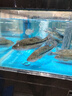 鮮活沖浪河鱸魚(yú)400-500g/條 曬單實(shí)拍圖