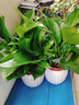 特價(jià)綠蘿盆栽室內客廳辦公室吸甲醛凈化空氣水培植物綠植花卉好養 【1盆】綠蘿+白色南瓜盆自吸水 整體含盆高度20-25cm 曬單實(shí)拍圖