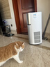 悅呼吸yuefresh寵物空氣凈化器家用益生菌除過(guò)敏原貓狗用吸貓狗毛浮毛除臭除菌除甲醛塵螨異味舒敏凈化機 米白色（配養貓過(guò)敏專(zhuān)用菌盒） 曬單實(shí)拍圖